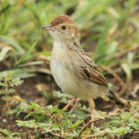 Chwastówka rechocząca - Cisticola chiniana - Rattling Cisticola