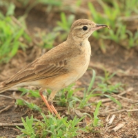 Świergotek gładki - Anthus leucophrys - Plain-backed Pipit