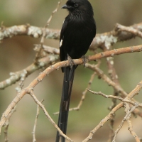 Dzierzba srokata - Lanius melanoleucus - Magpie Shrike