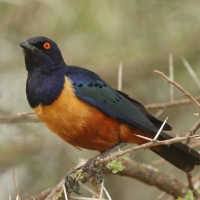 Błyszczak półobrożny - Lamprotornis hildebrandti - Hildebrandt's Starling