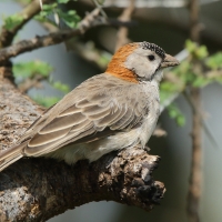 Łuskogłowik rdzawoszyi - Sporopipes frontalis - Speckle-fronted Weaver