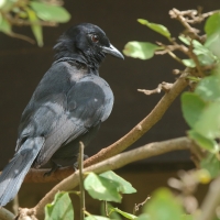 Mucharka lśniąca - Melaenornis pammelaina - Southern Black Flycatcher