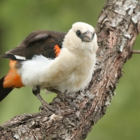 Bawolik białogłowy - Dinemellia dinemelli - White-headed Buffalo Weaver