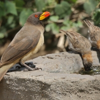 Bąkojad żółtodzioby - Buphagus africanus - Yellow-billed Oxpecker