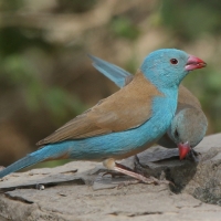 Motylik błękitnogłowy - Uraeginthus cyanocephalus - Blue-capped Cordon-bleu