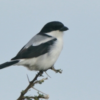 Dzierzba żałobna - Lanius dorsalis - Taita Fiscal