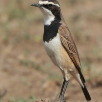 Białorzytka obrożna - Oenanthe pileata - Capped Wheatear