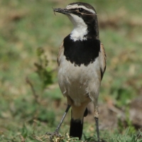 Białorzytka obrożna - Oenanthe pileata - Capped Wheatear