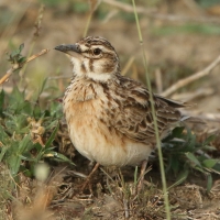 Skowrończyk kusy - Spizocorys fremantlii - Short-tailed Lark