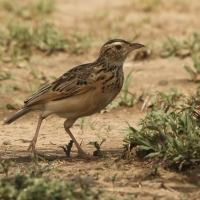 Skowroniec sawannowy - Mirafra africana - Rufous-naped Lark