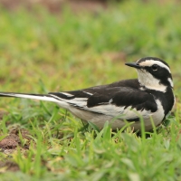 Pliszka srokata - Motacilla aguimp - African Wagtail