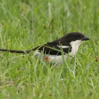Dzierzba białobarkowa - Lanius collaris - Southern Fisca