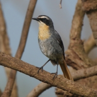 Złotokosik ogrodowy - Dessonornis caffer - Cape Robin Chat