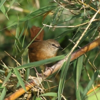 Krótkolotka cynamonowa - Bradypterus cinnamomeus - Cinnamon Bracken Warbler