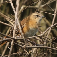 Krótkolotka cynamonowa - Bradypterus cinnamomeus - Cinnamon Bracken Warbler