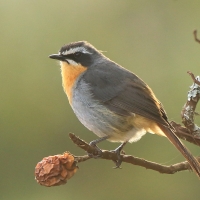 Złotokosik ogrodowy - Dessonornis caffer - Cape Robin Chat