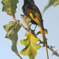 Nektarnik złocisty - Drepanorhynchus reichenowi - Golden-winged Sunbird