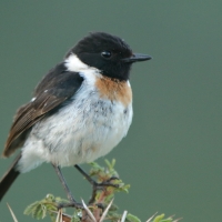 Kląskawka afrykańska - Saxicola torquatus - African Stonechat