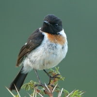 Kląskawka afrykańska - Saxicola torquatus - African Stonechat