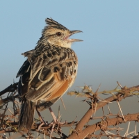 Skowroniec sawannowy - Mirafra africana - Rufous-naped Lark