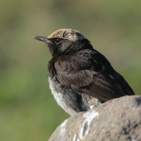 Białorzytka etiopska - Oenanthe lugubris - Abyssinian Wheatear