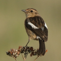 Kląskawka afrykańska - Saxicola torquatus - African Stonechat