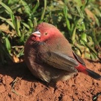 Amarantka czerwonodzioba - Lagonosticta senegala - Red-billed Firefinch