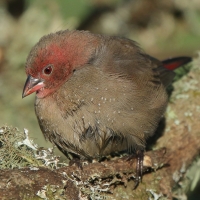 Amarantka czerwonodzioba - Lagonosticta senegala - Red-billed Firefinch