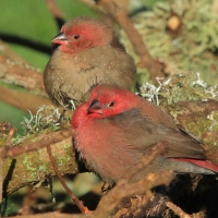 Amarantka czerwonodzioba - Lagonosticta senegala - Red-billed Firefinch