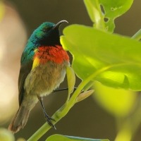 Nektarnik dwuwstęgi - Cinnyris mediocris - Eastern Double-collared Sunbird