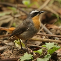 Złotokosik ogrodowy - Dessonornis caffer - Cape Robin Chat