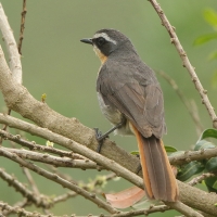 Złotokosik ogrodowy - Dessonornis caffer - Cape Robin Chat