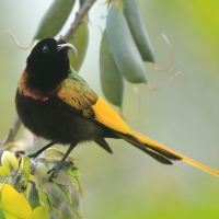 Nektarnik złocisty - Drepanorhynchus reichenowi - Golden-winged Sunbird