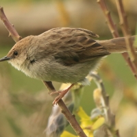 Chwastówka górska - Cisticola hunteri - Hunter's Cisticola
