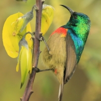 Nektarnik dwuwstęgi - Cinnyris mediocris - Eastern Double-collared Sunbird