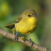 Zaganiacz górski - Iduna similis - Mountain Yellow Warbler