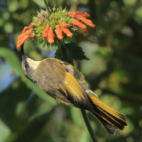Nektarnik złocisty - Drepanorhynchus reichenowi - Golden-winged Sunbird