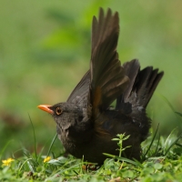 Drozd abisyński - Turdus abyssinicus - Ethiopian Thrush