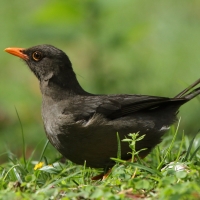 Drozd abisyński - Turdus abyssinicus - Ethiopian Thrush