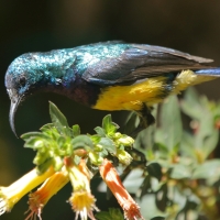 Nektarnik fioletowy - Cinnyris venustus - Variable Sunbird