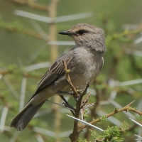 Mucharka szara - Bradornis microrhynchus - African Grey Flycatcher
