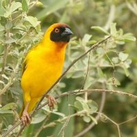 Wikłacz akacjowy - Ploceus vitellinus - Vitelline Masked-Weaver