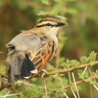 Czagra brązowołbista - Tchagra australis - Brown-crowned Tchagra