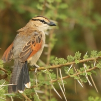 Czagra brązowołbista - Tchagra australis - Brown-crowned Tchagra