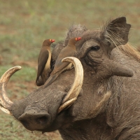 Bąkojad czerwonodzioby - Buphagus erythrorhynchus - Red-billed Oxpecker