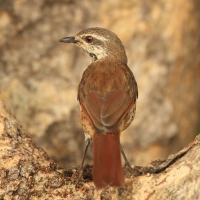 Palmodrozd plamisty - Cichladusa guttata - Spotted Palm Thrush