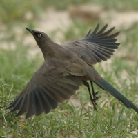 Błyszczak jednobarwny - Lamprotornis unicolor - Ashy Starling