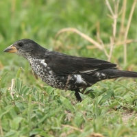 Bawolik białogłowy - Dinemellia dinemelli - White-headed Buffalo Weaver