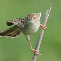Chwastówka równikowa - Cisticola marginatus - Winding Cisticola
