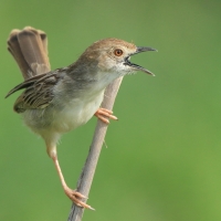 Chwastówka równikowa - Cisticola marginatus - Winding Cisticola